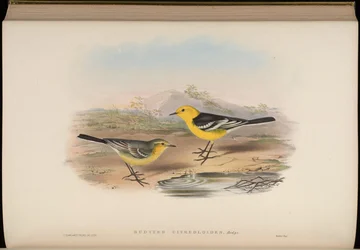 Budytes citreoloides = Motacilla citreolus citreoloides